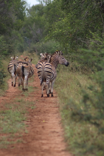 View of a herd of zebras walking along a dirt path at Tumbeta Private Game Reserve Thabazimbi Limpopo South Africa.