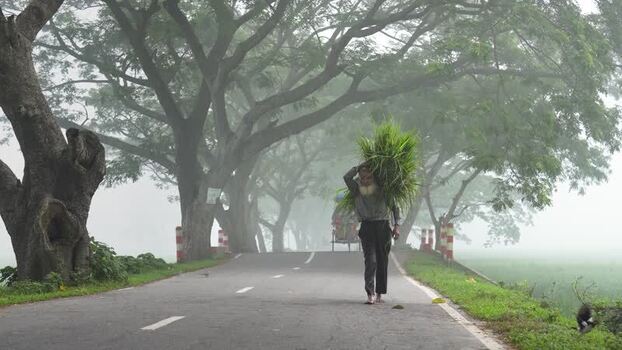 View of a man carrying grass on a foggy road in Bogura Bangladesh. View of a man carrying grass on a foggy road in Bogura Bangladesh.