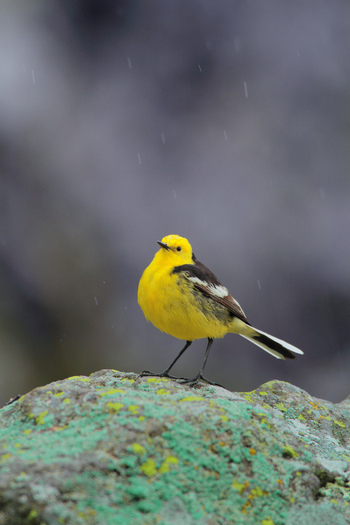 View of a yellow citrine wagtail perched on a lichen covered rock in Deosai National Park Skardu Gilgit Baltistan Pakistan.