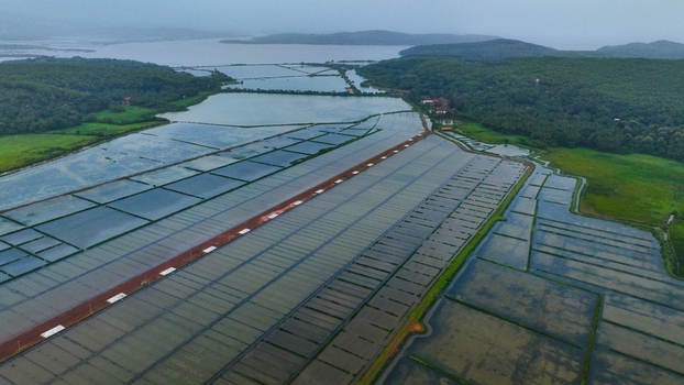 Aerial view of flooded agricultural fields and rice paddies surrounded by lush green hills and water bodies in Gokarna Karnataka India. Aerial view of flooded agricultural fields and rice paddies surrounded by lush green hills and water bodies in Gokarna Karnataka India.