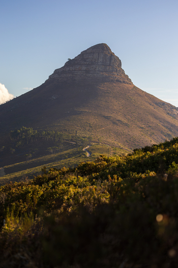 View of the majestic Lion s Head mountain rises sharply against the clear sky above a carpet of green shrubs a road winds up the slopes Cape Town Western Cape South Africa.