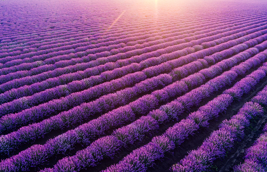 View of rows of vibrant purple lavender flowers stretching across a field under the warm glow of the setting sun in Romania. View of rows of vibrant purple lavender flowers stretching across a field under the warm glow of the setting sun in Romania.