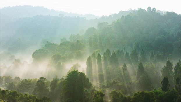 Aerial view of dense tropical forest shrouded in morning mist with sunbeams filtering through the lush green canopy Sukabumi West Java Indonesia. Aerial view of dense tropical forest shrouded in morning mist with sunbeams filtering through the lush green canopy Sukabumi West Java Indonesia.