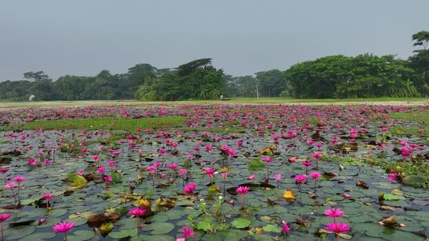 View of pink water lilies in a pond in Barishal Bangladesh. View of pink water lilies in a pond in Barishal Bangladesh.