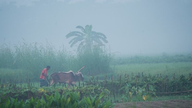 View of a farmer plowing a field with an ox in the mist Bangladesh. View of a farmer plowing a field with an ox in the mist Bangladesh.
