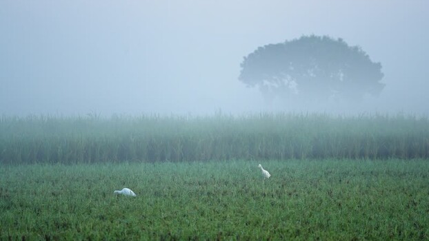 View of egrets in a misty field in Bogura Bangladesh.