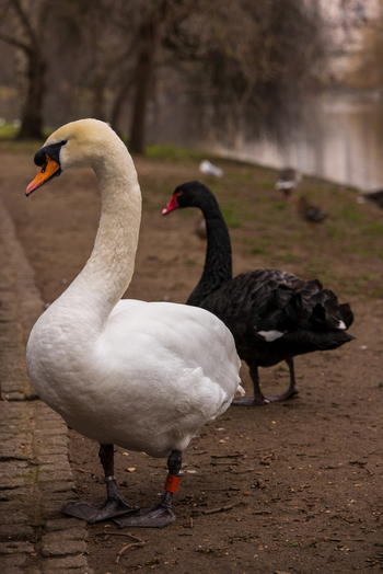 View of a white mute swan and a black swan standing on a dirt path near a lake in a park in London England United Kingdom. View of a white mute swan and a black swan standing on a dirt path near a lake in a park in London England United Kingdom.