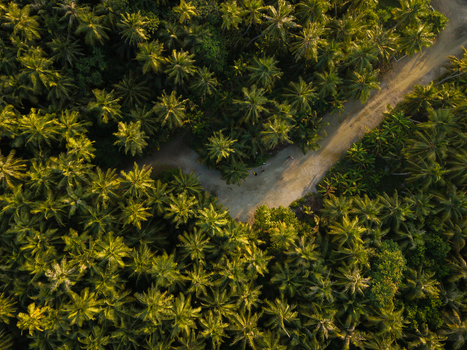 Aerial view of a sandy path winding through a dense canopy of verdant palm trees sunlight dappling the leaves creating a mosaic of light and shadow Kelaa Maldives. Aerial view of a sandy path winding through a dense canopy of verdant palm trees sunlight dappling the leaves creating a mosaic of light and shadow Kelaa Maldives.