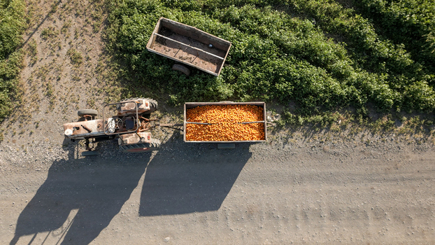 Golan Heights Israel 01 February 2025 Aerial view of a tractor pulling a trailer of oranges on a dirt road with an empty trailer parked nearby in the Golan Heights. Golan Heights Israel 01 February 2025 Aerial view of a tractor pulling a trailer of oranges on a dirt road with an empty trailer parked nearby in the Golan Heights.