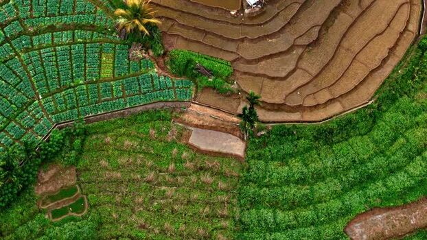 Aerial view of terraced rice paddies in Sri Lanka.
