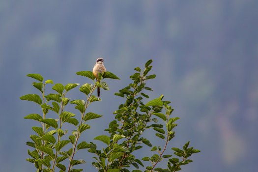 View of a small shrike bird perched on a green leafy branch against a soft blurred background in the Neelum Valley Neelum Kashmir Pakistan. View of a small shrike bird perched on a green leafy branch against a soft blurred background in the Neelum Valley Neelum Kashmir Pakistan.