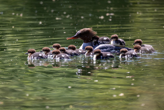 View of a female common merganser swimming with her ducklings on her back across a calm pond with green water reflections Mulhouse Grand Est France.