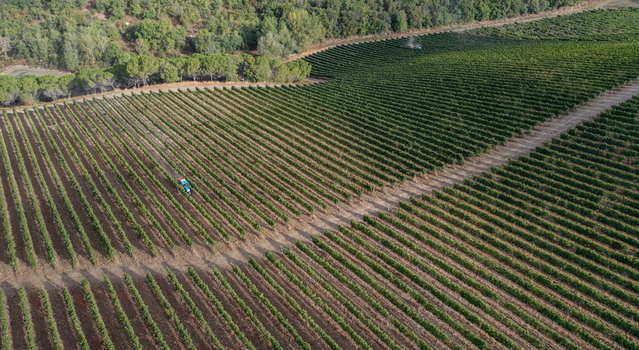 Aerial view of lush green vineyard rows with a blue tractor working between the vines and a dense forest in the background in Greve in Chianti Tuscany Italy. Aerial view of lush green vineyard rows with a blue tractor working between the vines and a dense forest in the background in Greve in Chianti Tuscany Italy.