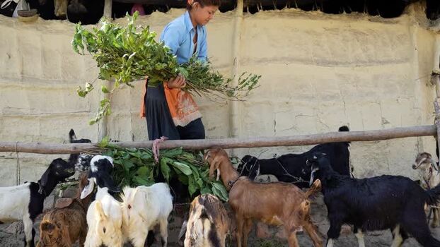 View of a woman feeding goats in Dhangadhi Nepal. View of a woman feeding goats in Dhangadhi Nepal.