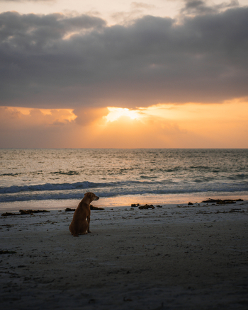 View of a solitary dog sits pensively on the sandy shore as the sun bursts through the clouds casting a golden glow over the tranquil sea Paje Tanzania. View of a solitary dog sits pensively on the sandy shore as the sun bursts through the clouds casting a golden glow over the tranquil sea Paje Tanzania.