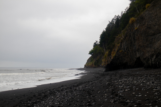 View of the rugged black sand beach and steep forested cliffs of the Lost Coast under an overcast sky in Humboldt County California United States.