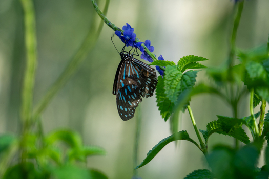 View of a blue and black butterfly perched on a purple flower stem amidst lush green foliage in Vietnam. View of a blue and black butterfly perched on a purple flower stem amidst lush green foliage in Vietnam.