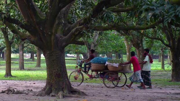 View of men transporting mangoes in Chapai Nawabganj Bangladesh.