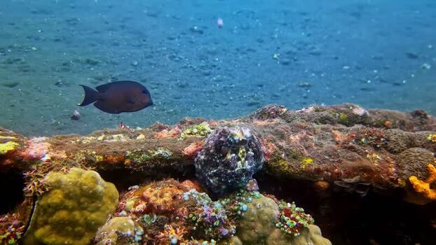 View of a dark fish swimming over a coral reef in Bali Indonesia.