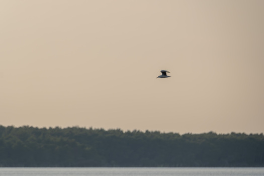 View of a seagull flying over the calm waters of Narta Lagoon with a dense pine forest in the background Zvernec Vlore County Albania.