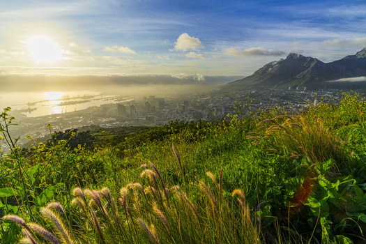 View of the city skyline and harbor at sunrise with Table Mountain in the background and wildflowers in the foreground in Cape Town Western Cape South Africa. View of the city skyline and harbor at sunrise with Table Mountain in the background and wildflowers in the foreground in Cape Town Western Cape South Africa.