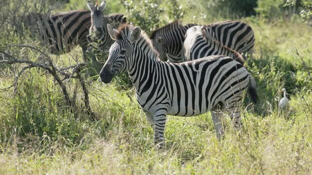 View of zebras grazing in Kruger National Park South Africa.