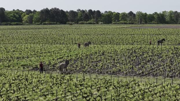 Aerial view of horses plowing at Domaine de Chevalier France. Aerial view of horses plowing at Domaine de Chevalier France.