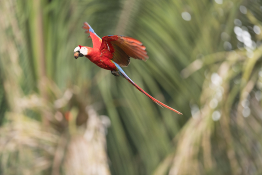 View of a scarlet macaw in flight carrying a nut in its beak against a background of lush palm trees in Puerto Jimenez Puntarenas Province Costa Rica.