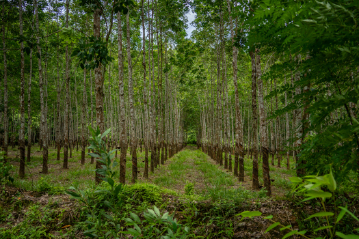 View of a rubber tree plantation with rows of tall trees and green foliage in Vietnam. View of a rubber tree plantation with rows of tall trees and green foliage in Vietnam.