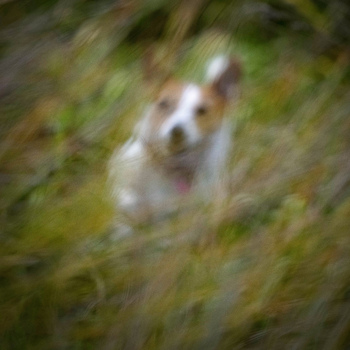 View of a dog captured with intentional camera movement running through a grassy field in Mount Maunganui Bay of Plenty New Zealand.