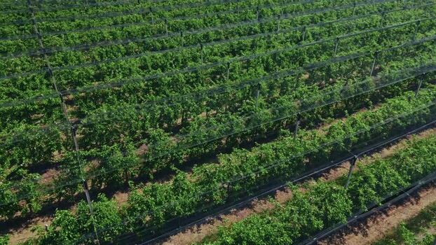 Aerial view of a vineyard in Mala Remeta Serbia.