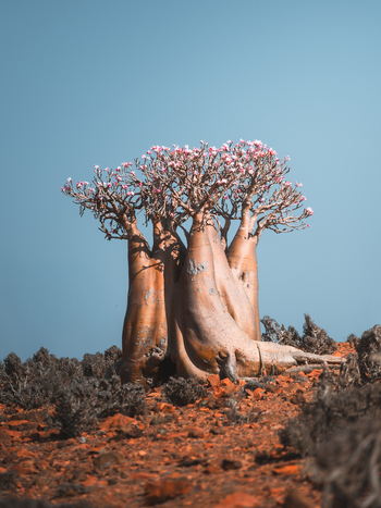 View of a blooming Desert Rose tree with its characteristic bulbous trunk and pink flowers set against a rocky red landscape in Socotra Yemen. View of a blooming Desert Rose tree with its characteristic bulbous trunk and pink flowers set against a rocky red landscape in Socotra Yemen.