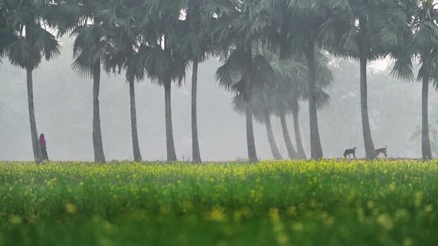 View of palm trees and mustard field in Bogura Bangladesh. View of palm trees and mustard field in Bogura Bangladesh.