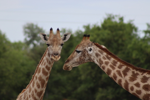 View of two giraffes at Finfoot Lake Reserve By Dream Resorts in Bojating North West South Africa.