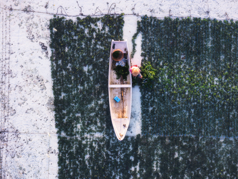 Aerial view of a narrow boat amidst the seaweed farms creating a striking contrast between the dark green crops and the white sandy seabed Lembongan Bali Indonesia. Aerial view of a narrow boat amidst the seaweed farms creating a striking contrast between the dark green crops and the white sandy seabed Lembongan Bali Indonesia.