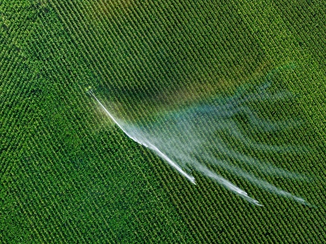 Aerial view of a vibrant green cornfield being irrigated by a sprinkler system with a visible rainbow in the mist in Hombourg Grand Est France. Aerial view of a vibrant green cornfield being irrigated by a sprinkler system with a visible rainbow in the mist in Hombourg Grand Est France.