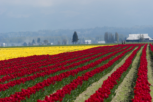 View of vibrant red and yellow tulip fields in bloom with a rustic barn in the background under a soft sky in La Conner Washington United States.