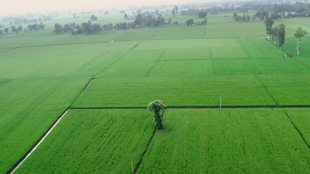 Aerial view of green rice fields in rural Patna India.