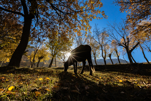View of a cow grazing in a field surrounded by autumn trees with golden leaves under a bright sunburst in Hunza Valley Karimabad Gilgit Baltistan Pakistan.