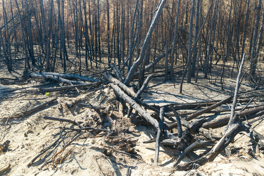 Aerial view of the Deliblato Sands wildfire aftermath showing charred fallen tree trunks scattered across the sandy terrain under bright daylight in Dubovac Vojvodina Serbia.