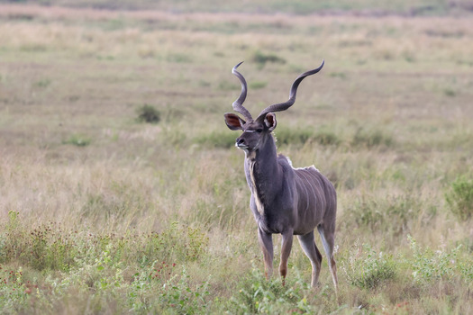 View of a male greater kudu with large spiral horns standing in the grassy savanna of Welgevonden Game Reserve in Waterberg District Municipality Limpopo South Africa.