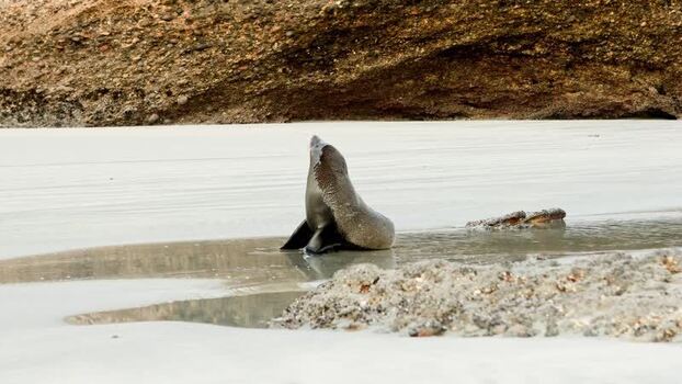 View of a seal on Wharariki Beach New Zealand. View of a seal on Wharariki Beach New Zealand.
