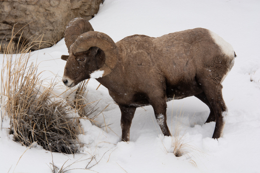 View of a bighorn sheep standing in deep snow near dry grass in Yellowstone National Park United States.