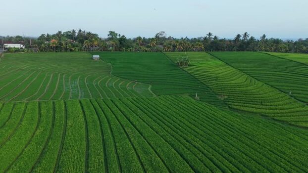Aerial view of Soka Rice Fields in Selemadeg Indonesia.