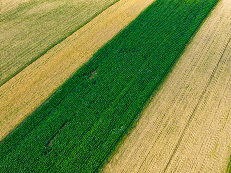Aerial view of agricultural fields with alternating strips of green crops and golden wheat in Poland.