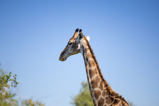 View of a giraffe s head and neck against a clear blue sky with green foliage in Kruger National Park Skukuza Mpumalanga South Africa. View of a giraffe s head and neck against a clear blue sky with green foliage in Kruger National Park Skukuza Mpumalanga South Africa.