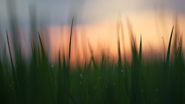 View of green grass with dew drops at sunset Bangladesh. View of green grass with dew drops at sunset Bangladesh.
