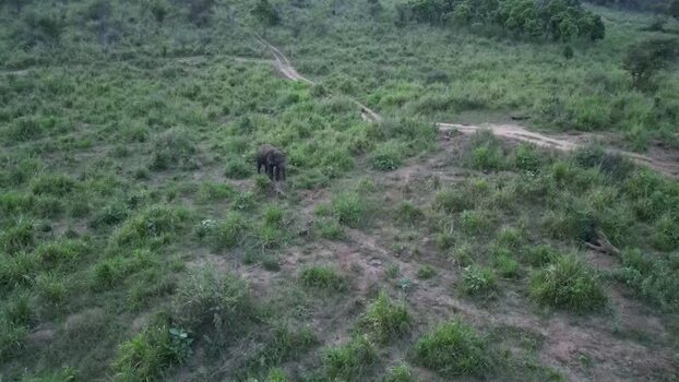 Aerial view of an elephant in Sigiriya Sri Lanka.