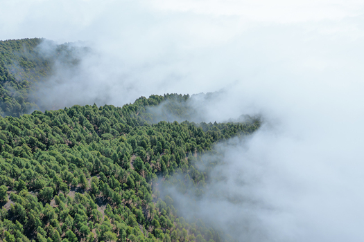 View of a dense pine forest on a mountain slope partially covered by thick white clouds and mist El Paso Canarias Spain. View of a dense pine forest on a mountain slope partially covered by thick white clouds and mist El Paso Canarias Spain.