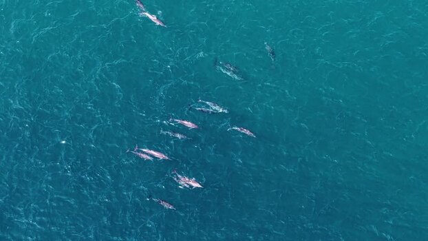 Aerial view of a pod of dolphins swimming in the ocean Maldives. Aerial view of a pod of dolphins swimming in the ocean Maldives.